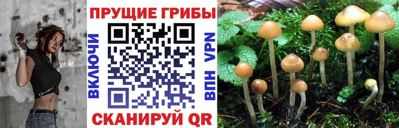 Псилоцибиновые грибы Magic Shrooms это телеграм Курчалой